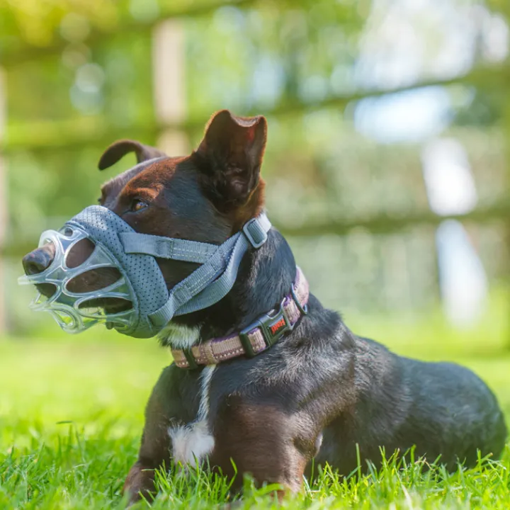 Baskervile Baskerville INVISA Clear Dog Muzzle Best