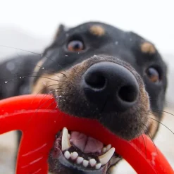 Bionic Toss-N-Tug Ring Dog Toy Discount