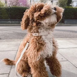 By Teddy Bouclé Adjustable Collar Marshmallow New