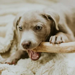 Canophera Coffee Wood Dog Chew Discount
