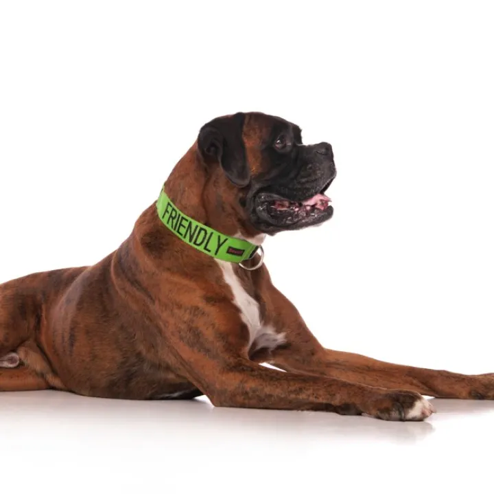 Dexil FRIENDLY Awareness Dog Collar Sale