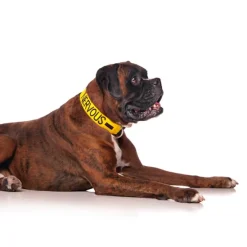Dexil NERVOUS Awareness Dog Collar New