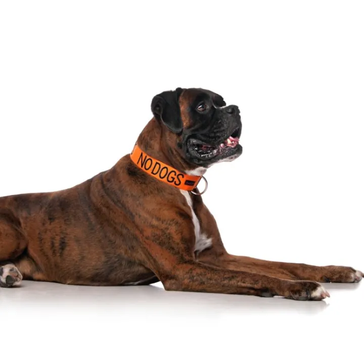 Dexil NO DOGS Awareness Dog Collar Fashion