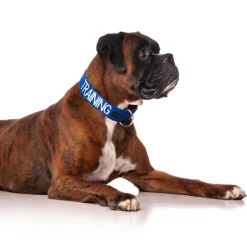 Dexil TRAINING Awareness Dog Collar Discount