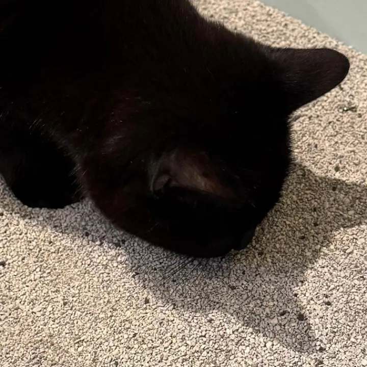 Felipure Ultra Carbon Unscented Cat Litter Best