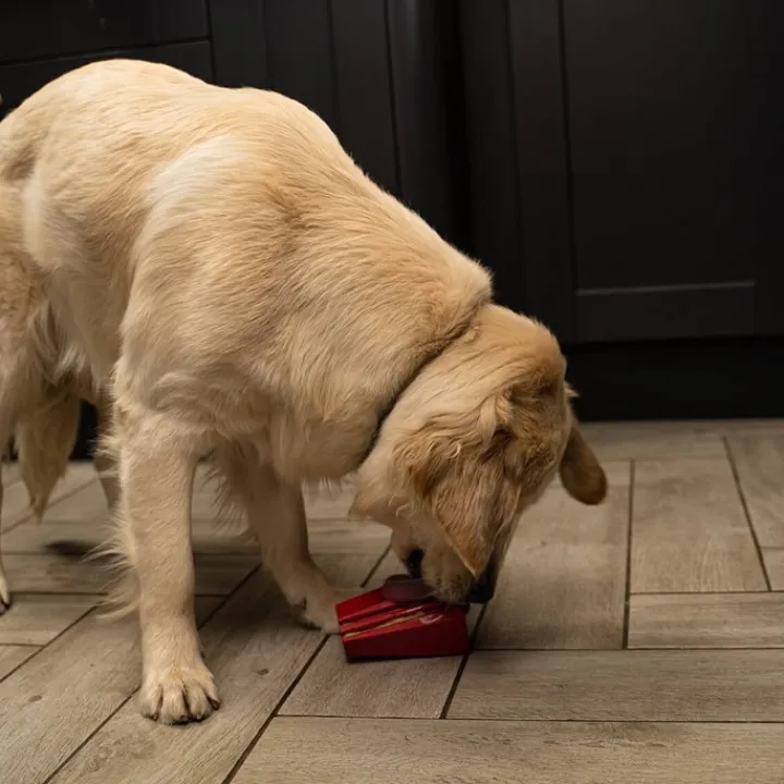 Frogg Brick Tough Dog Toy Best