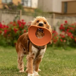 Great & Small 99% Natural Rubber Fling Ring Dog Toy Fashion