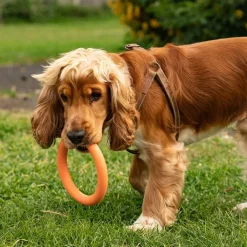 Great & Small 99% Natural Rubber Ring Dog Toy Best