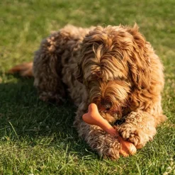 Great & Small 99% Natural Rubber Bone Dog Toy Online
