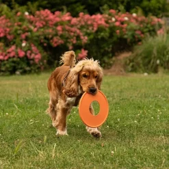 Great & Small 99% Natural Rubber Fling Ring Dog Toy Fashion