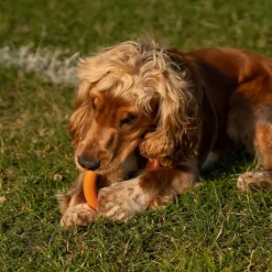 Great & Small 99% Natural Rubber Ring Dog Toy Best