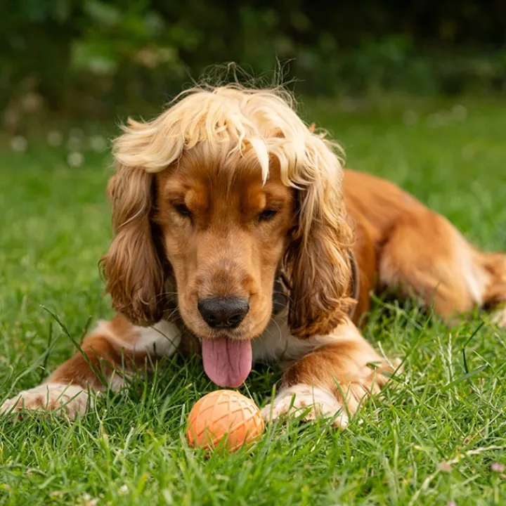 Great & Small 99% Natural Rubber Hollow Ball Dog Toy Discount