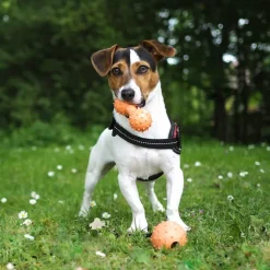 Great & Small 99% Natural Rubber Dumbell Dog Toy Fashion