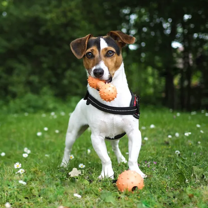 Great & Small 99% Natural Rubber Dumbell Dog Toy Fashion