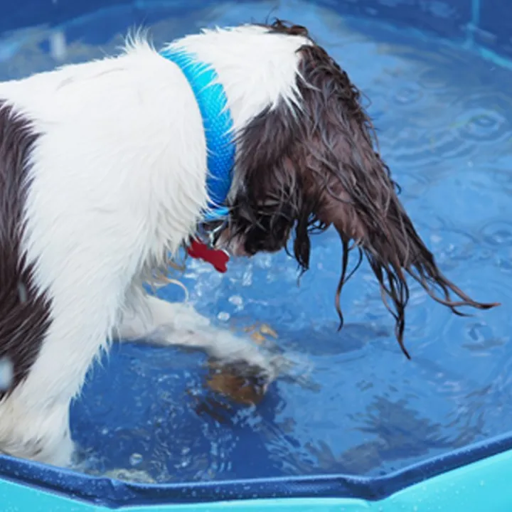 Great & Small Cool Dog Pool Discount