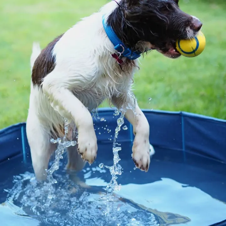 Great & Small Cool Dog Pool Discount