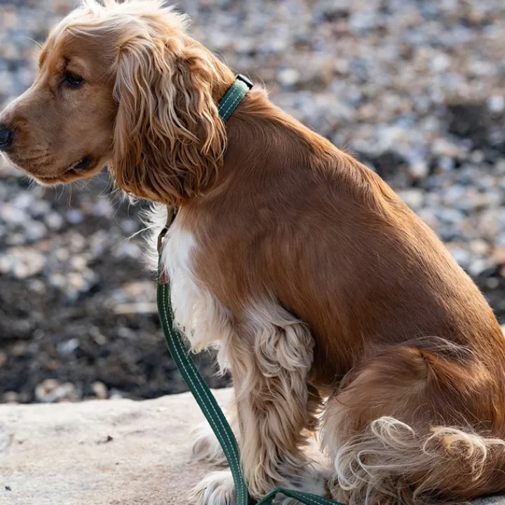 Great & Small Country Dog Lead Forest Green Best