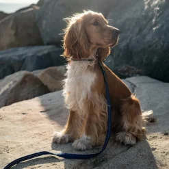 Great & Small Country Dog Collar Indigo Blue Sale
