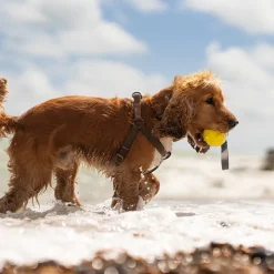 Great & Small Frubba Flash Throw Dog Toy Outlet