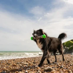 Great & Small Frubba Flash Stick Dog Toy Online
