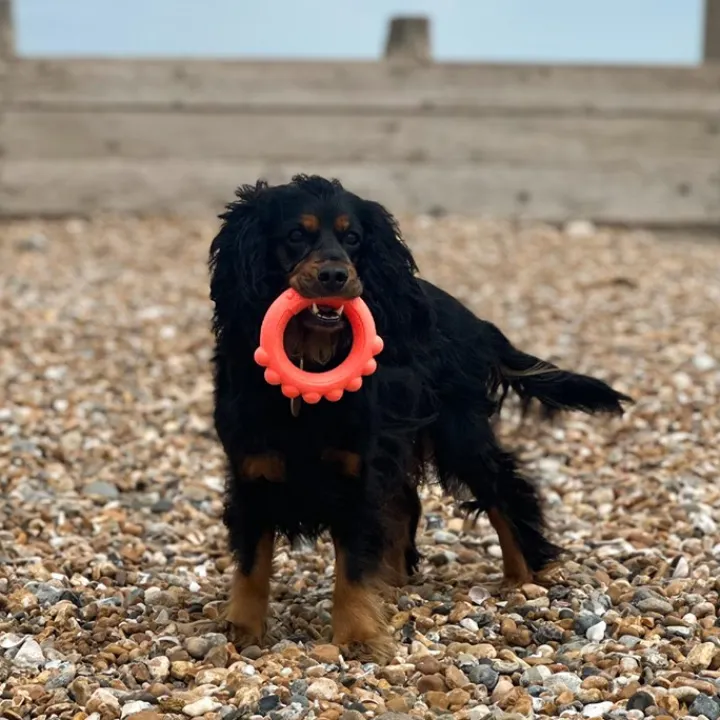 Great & Small Frubba Scent Octo Ring Dog Toy Best