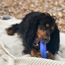 Great & Small Frubba Scent Shark Rope Dog Toy Clearance