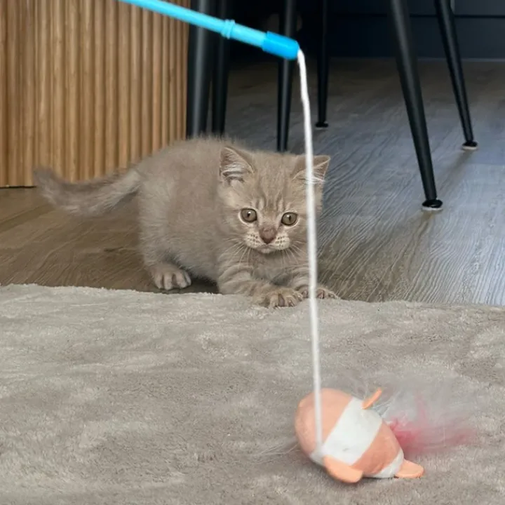 Great & Small Little&Lively Easy Play Weighted Dangler With Clown Fish & Feather Cat Toy Online