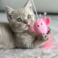 Great & Small Little&Lively Easy Play Weighted Dangler with Lobster & Feather Cat Toy Discount