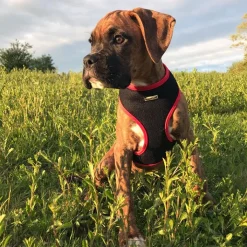 Great & Small Mesh Dog Harness Fashion