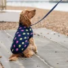 Great & Small Penrose Knit Lightning Bolt Dog Jumper Outlet