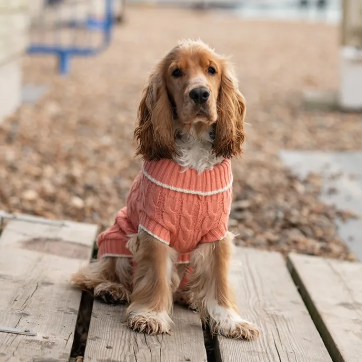 Great & Small Penrose Knit Peach Dog Jumper Best
