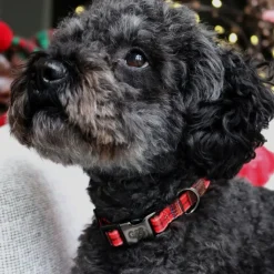 Great & Small Penrose Tartan Dog Collar Red Clearance
