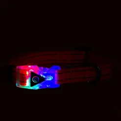Great & Small Reflective Flashing Buckle Dog Collar Sale