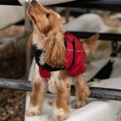 Great & Small Active Great & Small Sports Dog Coat Red Clearance