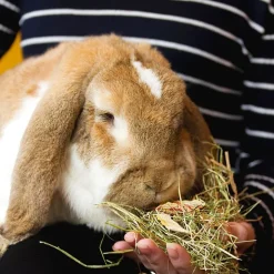 Great & Small Timothy Hay With Apple Pieces Hot