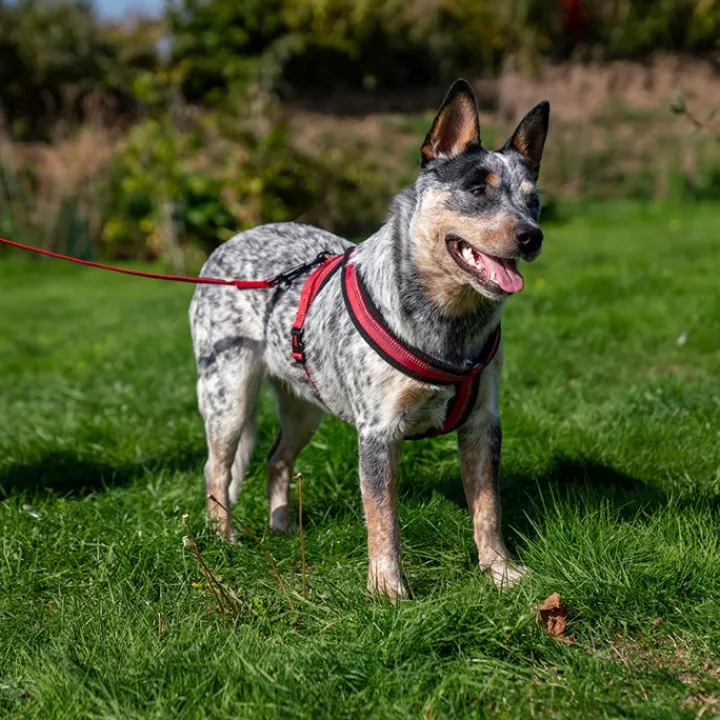Halti Comfy Dog Harness Red Fashion