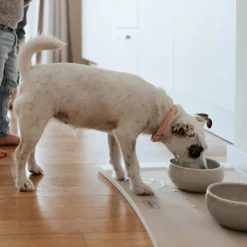 Hunter Dog Feeding Mat Cream Best