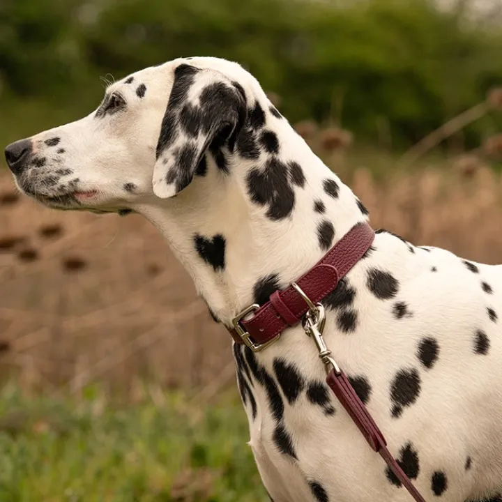 Lily & Leo Leather Flat Dog Lead Oxblood Discount