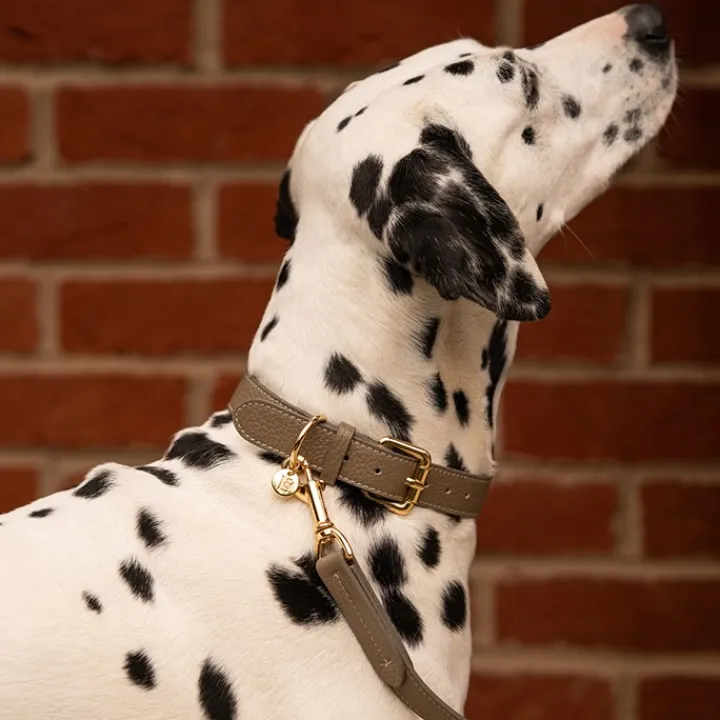Lily & Leo Leather Flat Dog Lead Sage New