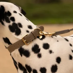 Lily & Leo Leather Flat Dog Collar Sage Hot