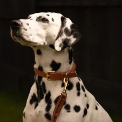 Lily & Leo Leather Rolled Dog Lead Tan Hot