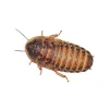 Peregrine Live Dubia Cockroaches Medium Pack Reptile Food Clearance