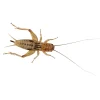 Peregrine Live Silent Crickets Pack Reptile Food Online