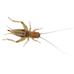 Peregrine Live Silent Crickets Pack Reptile Food Online