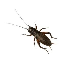 Peregrine Live Standard Black Crickets Pack Reptile Food Clearance