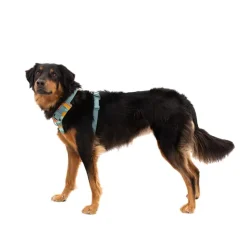 Ruffwear Front Range Dog Harness Spring Mountains Online