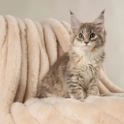 Scruffs Aspen Cream Blanket Best