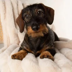 Scruffs Aspen Cream Blanket Best