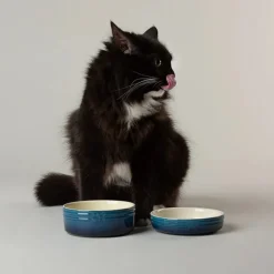Scruffs Ombre Blue Pet Saucer 13cm Fashion