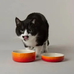 Scruffs Ombre Orange Pet Saucer 13cm New